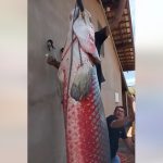 Ngư dân bắt được con cá hải tượng long nặng 165kg trên sông avatar1764648013189 17646480135111940197960jpg