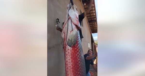 Ngư dân bắt được con cá hải tượng long nặng 165kg trên sông avatar1764648013189 17646480135111940197960jpg