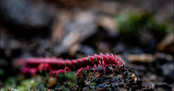 Phát hiện loài sinh vật hiếm chỉ xuất hiện vài ngày mỗi năm, du khách nối đuôi nhau đến tận nơi xem avatar1764824578926 17648245793691162971031jpg