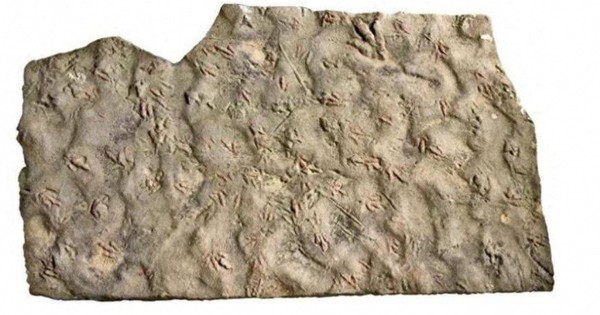 Bảo vật vô giá hàng trăm triệu tuổi bị dân làng dùng làm đá kê chân 20 năm avatar1764825049480 1764825049833580624024jpg