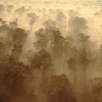 Rừng châu Phi chính thức đảo ngược: Từ lá phổi xanh thành nguồn phát thải carbon avatar1764903505851 17649035063021331029862jpg