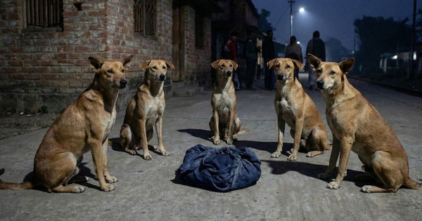 Bé sơ sinh bị bỏ rơi trên đường, đàn chó "đứng canh" suốt đêm avatar1764909820822 17649098211341172723086jpg