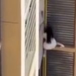 Người phụ nữ trèo ra khỏi cửa sổ căn hộ chung cư khiến hàng xóm sốc nặng avatar1764923254281 1764923254844469995824jpg