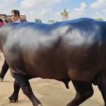 Con trâu được trả 8,7 tỷ đồng, người đàn ông vẫn từ chối bán avatar1765006197333 17650061975311062416409jpg