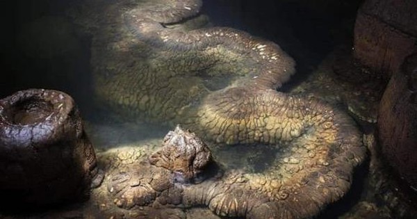 Phát hiện “rồng thật” dài 13 mét trong 1 hang động, chuyên gia: “Nó đã tồn tại ít nhất hàng trăm triệu năm” avatar1765009138962 17650091392041022564289 33 0 396 580 crop 17650091532841678439544jpg