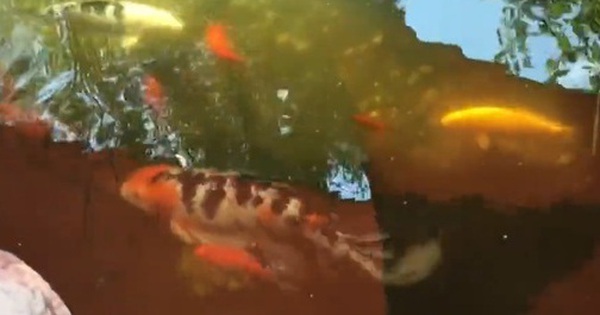 Đàn cá Koi bị ăn thịt, người phụ nữ sốc nặng khi biết "thủ phạm" avatar1765011324508 17650113248291011941173 0 67 315 571 crop 17650113411431214809609jpg