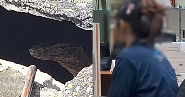 Rúng động Thái Lan: Phát hiện thi thể bé gái sơ sinh bị kỳ đà cắn, lời khai của mẹ 19 tuổi khiến ai nghe cũng lạnh gáy avatar1765077648522 1765077648917451792185png