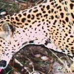 Phát hiện cá thể báo đốm chưa từng thấy xuất hiện liên tục avatar1765096651907 176509665272299635958jpg