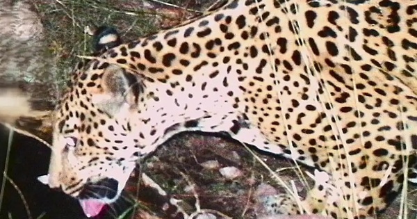 Phát hiện cá thể báo đốm chưa từng thấy xuất hiện liên tục avatar1765096651907 176509665272299635958jpg