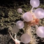 Phát hiện hàng trăm loài mới trong thử nghiệm khai thác khoáng sản đáy biển avatar1765165707712 176516570824928709209jpg