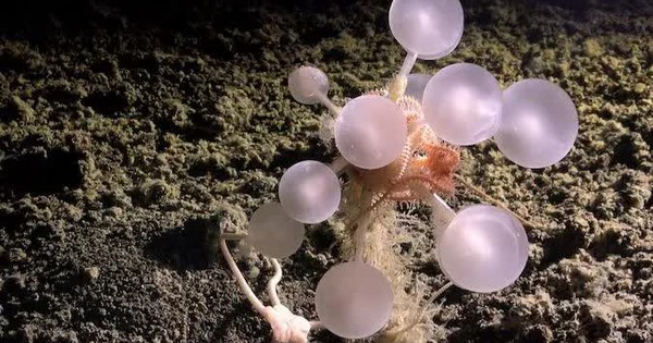 Phát hiện hàng trăm loài mới trong thử nghiệm khai thác khoáng sản đáy biển avatar1765165707712 176516570824928709209jpg