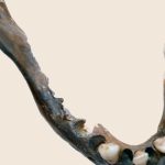 1.400 năm trước vẫn có một nhóm người mang DNA khác hầu hết người hiện đại avatar1765272437284 1765272437726729477162jpg