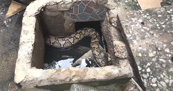 Nhìn ra ngoài vườn, người dân phát hiện cảnh tượng "nổi da gà" avatar1765272645642 17652726460222027108444png