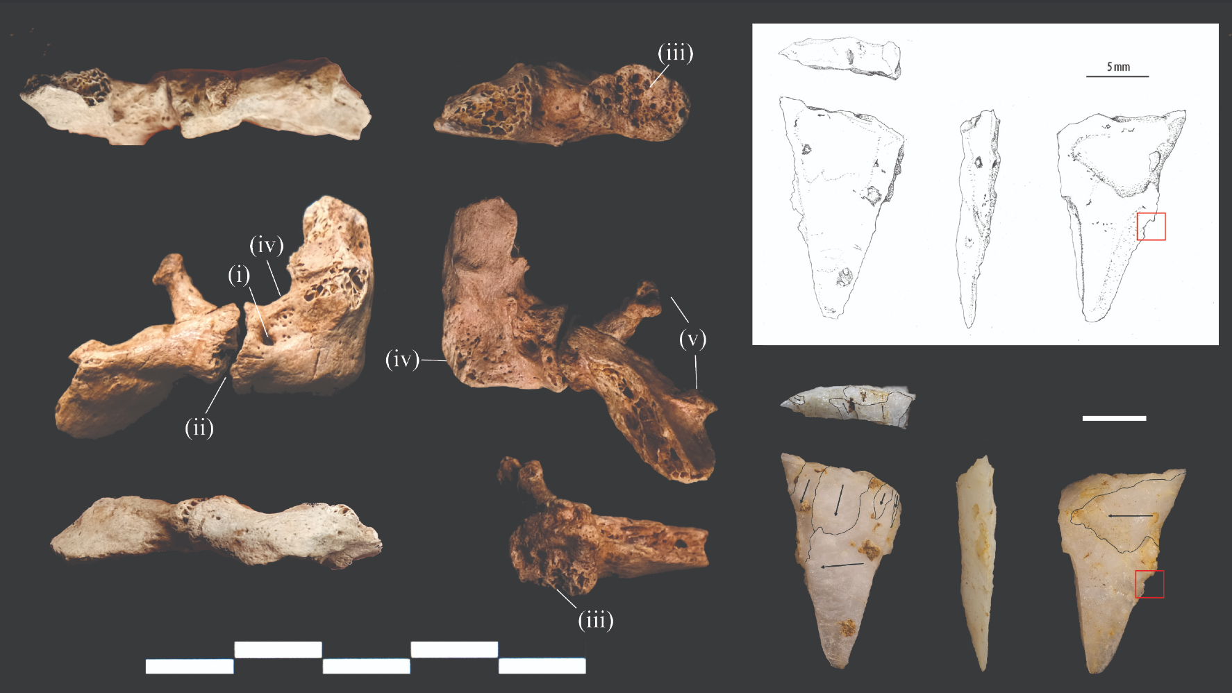 Một mũi tên thạch anh kỳ lạ có thể đã giết chết một người đàn ông cách đây 12.000 năm- Ảnh 2.