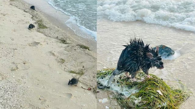 Không phải cá mập, sinh vật to như con mèo Không phải cá mập, sinh vật to như con mèo