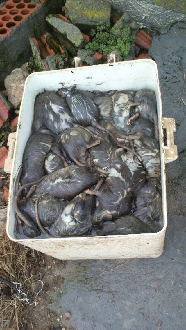 Không phải cá mập, sinh vật to như con mèo Không phải cá mập, sinh vật to như con mèo