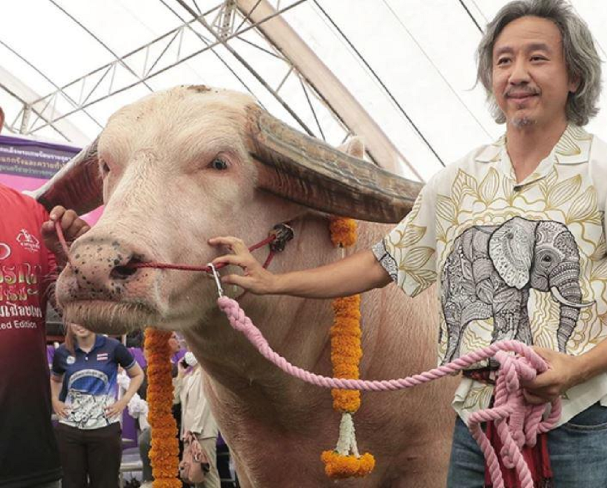 Mang con trâu có màu