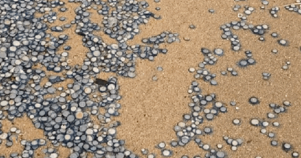 Phát hiện kho báu đồng xu rải rác trên bãi biển: Sự thật đằng sau "nổi da gà" ban sao cua ban sao cua gia toc giau nhat the gioi 11 17611942456071289990336 1761203487161 17612034875142024935556 0 0 477 764 crop 17612035266461352940633gifpng