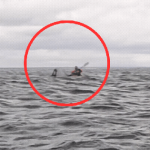 Khoảnh khắc kinh hoàng: Thanh niên bị cá voi nuốt chửng khi đang chèo thuyền, diễn biến 8 giây sau đó càng gây sốc ban sao cua ban sao cua gia toc giau nhat the gioi 24 17395066105401785381592 1739517869723843531861gifpng