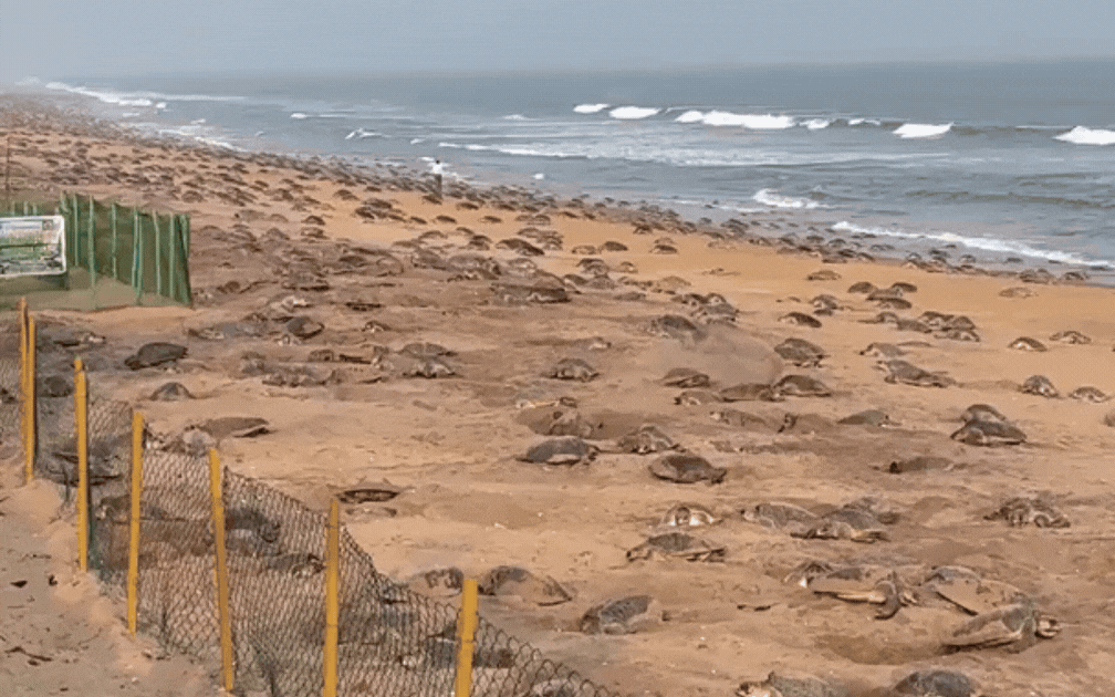 Cảnh tượng lạ chưa từng có ở bãi biển: Nhìn từ xa thì