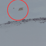 Video ghi lại khoảnh khắc kỳ diệu phải chờ 10 năm mới thấy, cảnh tượng giữa băng giá khiến ai cũng lặng người ban sao cua ban sao cua gia toc giau nhat the gioi 33 1741064548429693883703gifpng