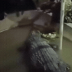 Kinh hoàng khoảnh khắc cá sấu "hiền lành" ngoạm tay cụ ông giữa công viên giải trí ban sao cua ban sao cua gia toc giau nhat the gioi 9 17399385676171735676817gifpng