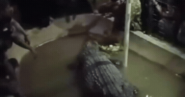 Kinh hoàng khoảnh khắc cá sấu "hiền lành" ngoạm tay cụ ông giữa công viên giải trí 29 Kinh hoàng khoảnh khắc cá sấu "hiền lành" ngoạm tay cụ ông giữa công viên giải trí ban sao cua ban sao cua gia toc giau nhat the gioi 9 17399385676171735676817gifpng