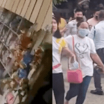 Video: Động đất mạnh 7,4 độ ở Philippines rung chuyển mọi thứ, người dân hoảng loạn bỏ chạy ban sao cua ban sao cua gia toc giau nhat the gioi 9 1760086358342201197681gifpng