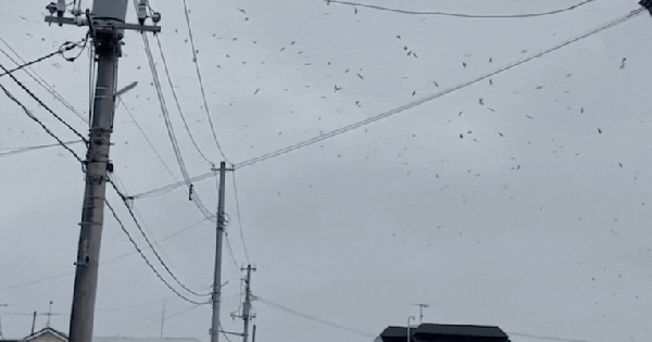 Chim bay bất thường đầy trời tại Nhật Bản khi động đất 8,8 độ richter xảy ra ban sao cua gia toc giau nhat the gioi 19 1753880321912384531603 1753884835827 1753884837835185967358 0 0 477 764 crop 1753884863445659595444gifpng