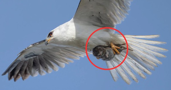 Bức ảnh nghiệt ngã: Phóng to lên mới thấy điều bất ngờ! ban sao cua gia toc giau nhat the gioi 2 17529830432141946707913 1752985660850 17529856610571918228131 0 0 477 764 crop 17529856956931208920930jpg