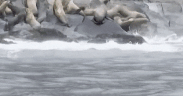 Hiện tượng bất thường: Sư tử biển lao xuống biển hàng loạt khi động đất 8,8 độ xảy ra tại Nga ban sao cua gia toc giau nhat the gioi 22 1753930547786882669632 1753935844848 1753935845813709227448 0 0 477 764 crop 17539358642161859022401gifpng