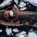 Bức ảnh chưa từng có ở vĩ độ 82 độ Bắc: Ấn tượng, kỳ lạ và ám ảnh ban sao cua gia toc giau nhat the gioi 3 17534399016831006086998jpg