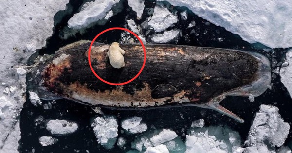 Bức ảnh chưa từng có ở vĩ độ 82 độ Bắc: Ấn tượng, kỳ lạ và ám ảnh 30 Bức ảnh chưa từng có ở vĩ độ 82 độ Bắc: Ấn tượng, kỳ lạ và ám ảnh ban sao cua gia toc giau nhat the gioi 3 17534399016831006086998jpg