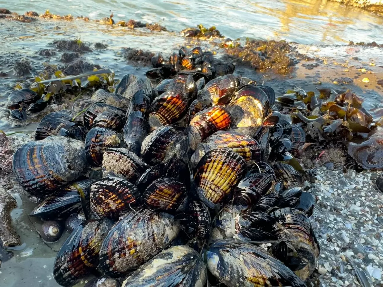 Bang California (Mỹ) cảnh báo khẩn cấp về hải sản có vỏ- Ảnh 1. Bang California (Mỹ) cảnh báo khẩn cấp về hải sản có vỏ- Ảnh 1.