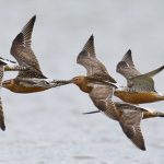 Loài chim bay liền 11 ngày không ăn uống, vượt 13.560 km và sống sót nhờ ăn nội tạng của chính mình bar ta2 1763610563083470551675 1763633168480 17636331686801472188882 0 127 1050 1807 crop 17636331918331505757688jpg