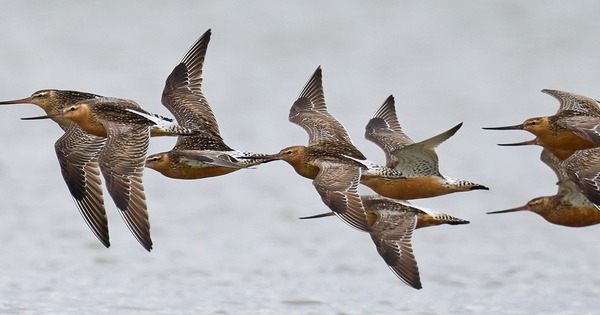 Loài chim bay liền 11 ngày không ăn uống, vượt 13.560 km và sống sót nhờ ăn nội tạng của chính mình 29 Loài chim bay liền 11 ngày không ăn uống, vượt 13.560 km và sống sót nhờ ăn nội tạng của chính mình bar ta2 1763610563083470551675 1763633168480 17636331686801472188882 0 127 1050 1807 crop 17636331918331505757688jpg