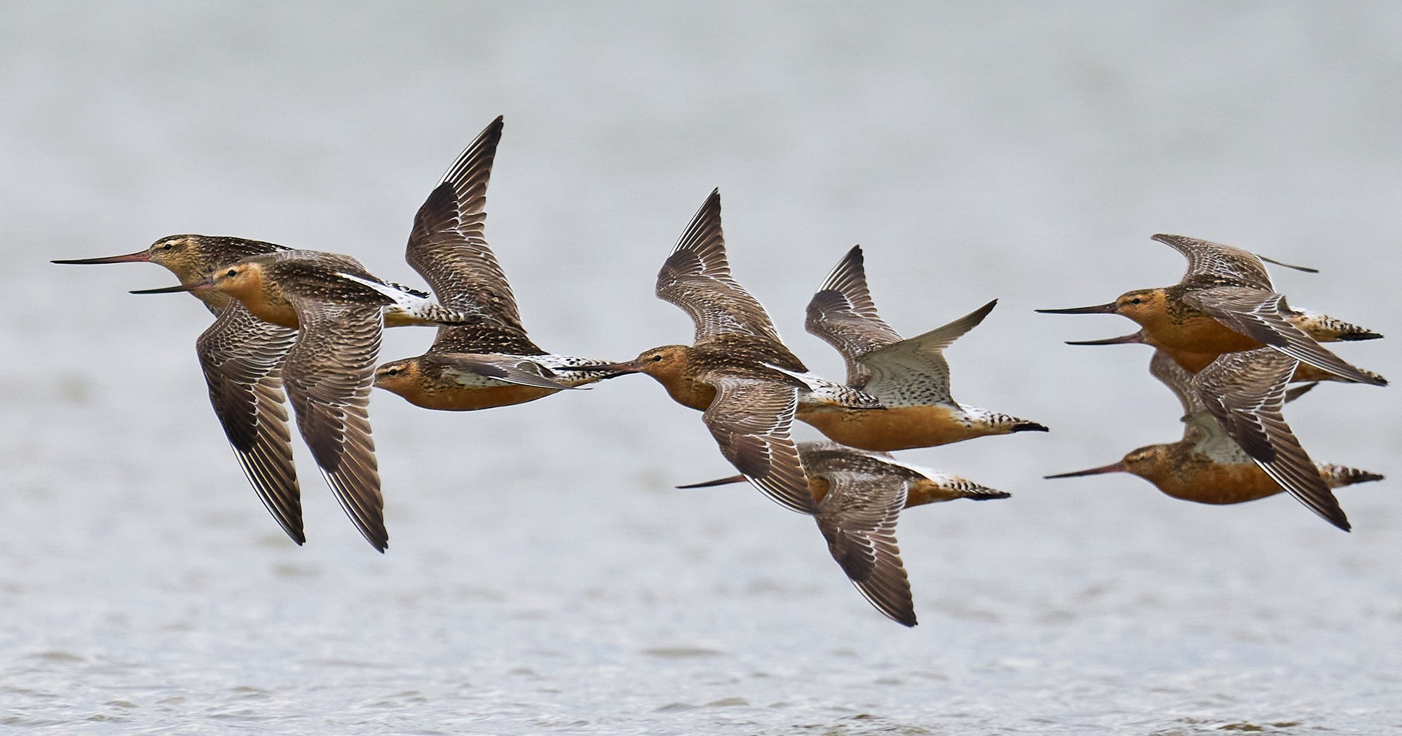 Loài chim bay liền 11 ngày không ăn uống, vượt 13.560 km và sống sót nhờ ăn nội tạng của chính mình- Ảnh 4.