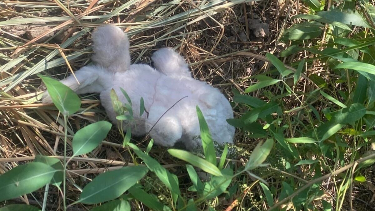 Đi bắt chuột, người đàn ông sợ hãi khi thấy thứ chôn dưới đất- Ảnh 2. Đi bắt chuột, người đàn ông sợ hãi khi thấy thứ chôn dưới đất- Ảnh 2.