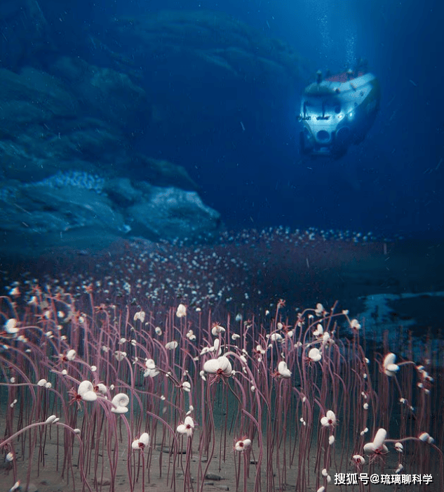 Ở độ sâu 9533 mét dưới biển, các nhà khoa học đã phát hiện ra một quần thể sinh vật siêu lớn, làm đảo lộn nhận thức của con người- Ảnh 1.