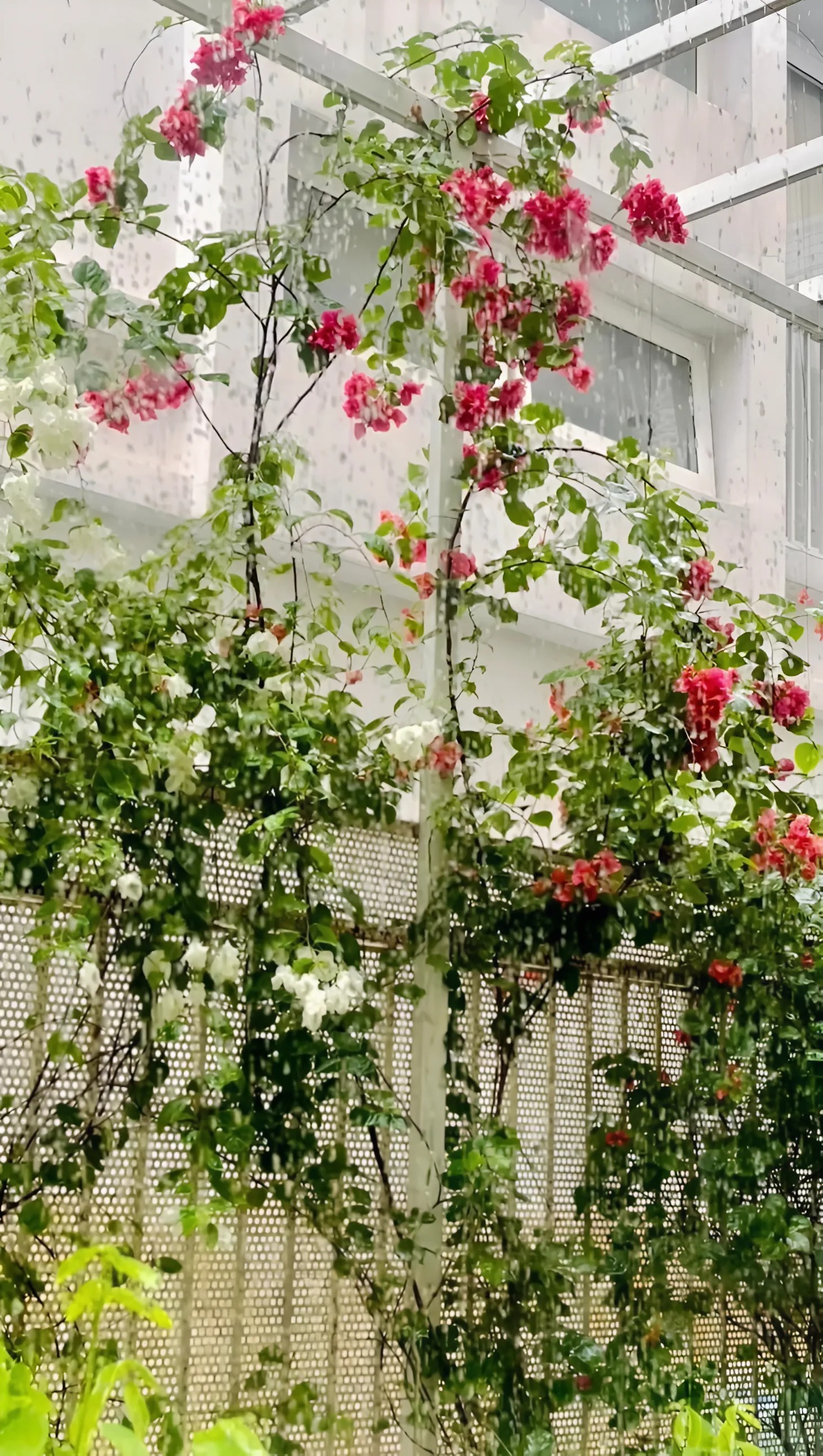 Nữ nghệ sĩ một mình nuôi 2 con trong biệt thự 4 tầng ở TP.HCM, không lấy chồng, U50 trẻ đẹp như 30- Ảnh 7.