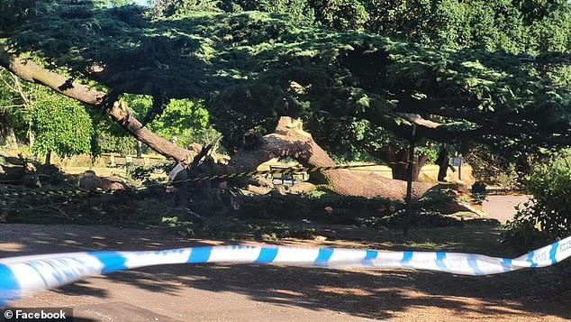 Bị cành cây rơi trúng người, bé gái 7 tuổi tử vong- Ảnh 1.