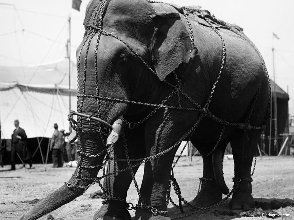 Con voi bất hạnh nhất lịch sử- Ảnh 2.