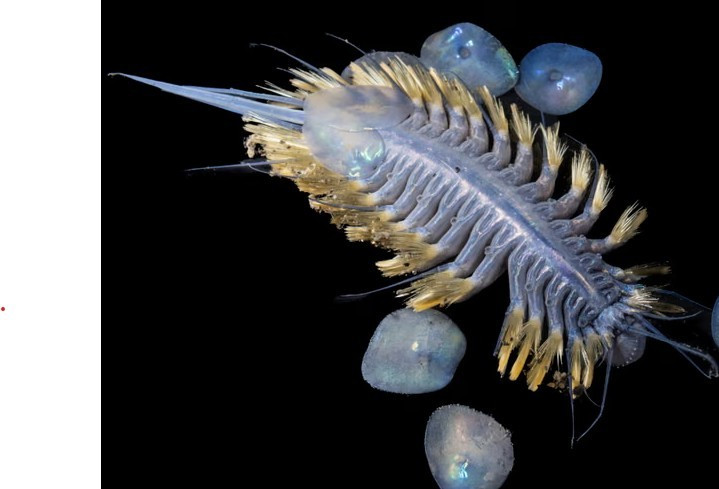 Phát hiện ‘quả bóng tử thần’ dưới đáy biển sâu- Ảnh 3.