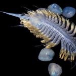 Phát hiện ‘quả bóng tử thần’ dưới đáy biển sâu bo bien 1761883232242 1761883232543714543301