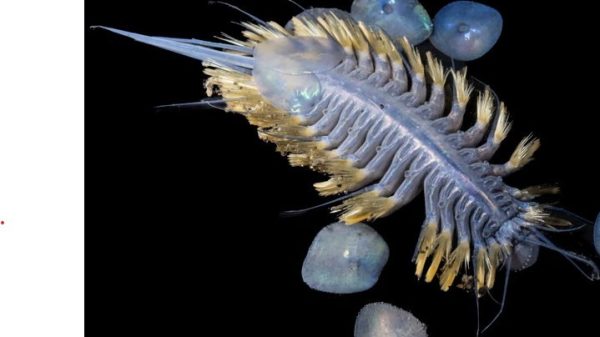 Phát hiện ‘quả bóng tử thần’ dưới đáy biển sâu 28 Phát hiện ‘quả bóng tử thần’ dưới đáy biển sâu bo bien 1761883232242 1761883232543714543301