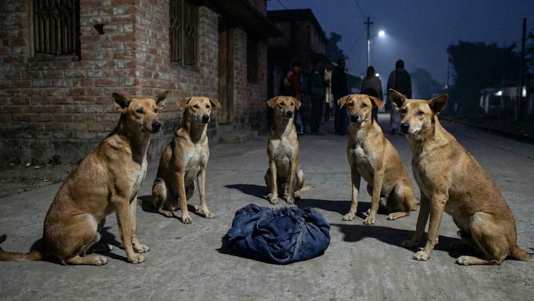 Bé sơ sinh bị bỏ rơi trên đường, đàn chó Bé sơ sinh bị bỏ rơi trên đường, đàn chó