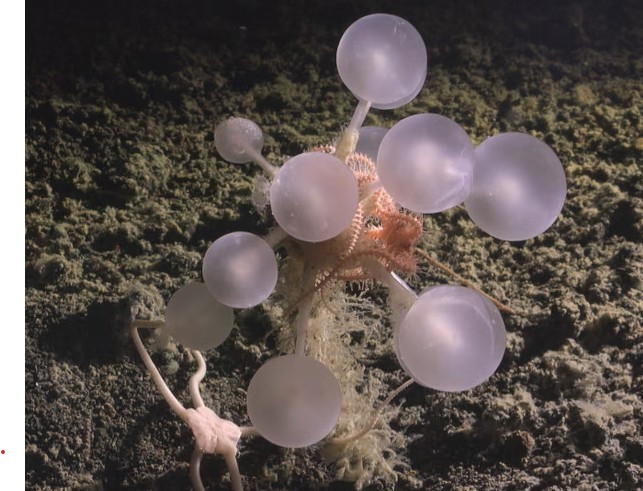 Phát hiện ‘quả bóng tử thần’ dưới đáy biển sâu- Ảnh 1.