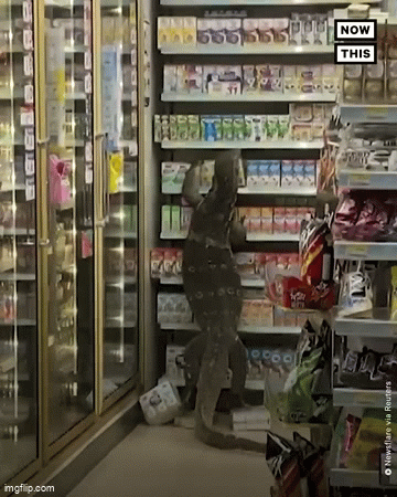 Đang ngồi trong nhà, người phụ nữ hoảng sợ khi 1 con vật to lớn xuất hiện, chuyên gia cảnh báo nguy hiểm- Ảnh 3. Đang ngồi trong nhà, người phụ nữ hoảng sợ khi 1 con vật to lớn xuất hiện, chuyên gia cảnh báo nguy hiểm- Ảnh 3.