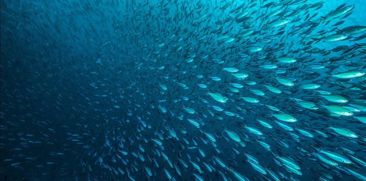 10 triệu con cá 'bốc hơi' ngay trước mắt các nhà khoa học trong vài giờ: 10 triệu con cá 'bốc hơi' ngay trước mắt các nhà khoa học trong vài giờ: