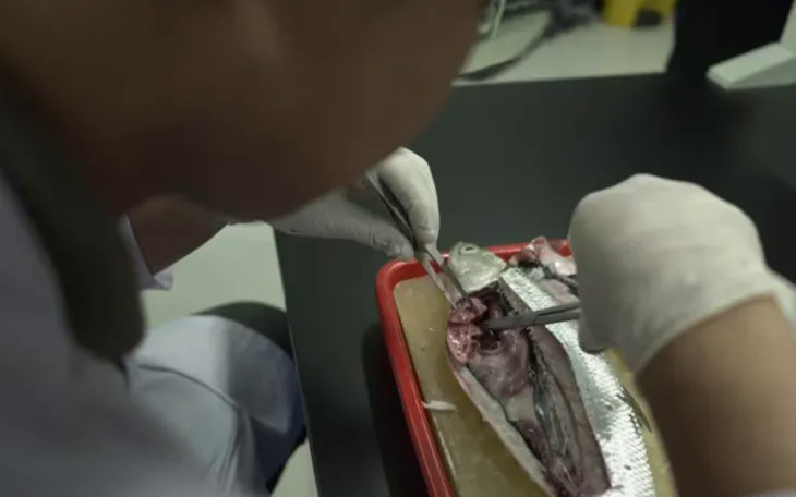 Một nghiên cứu phát hiện ra trong gần 94% số cá lấy mẫu từ Vịnh Jakarta - có chứa đầy vi nhựa. (Ảnh minh họa: CNA)